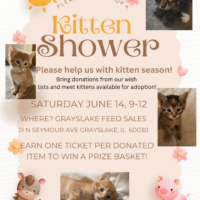 Kitten Shower Invitation