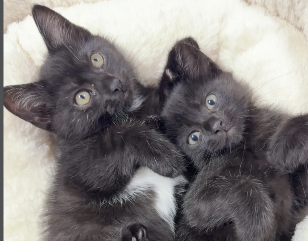 Grayslake Feed Sales Adoption Event 9/27/25