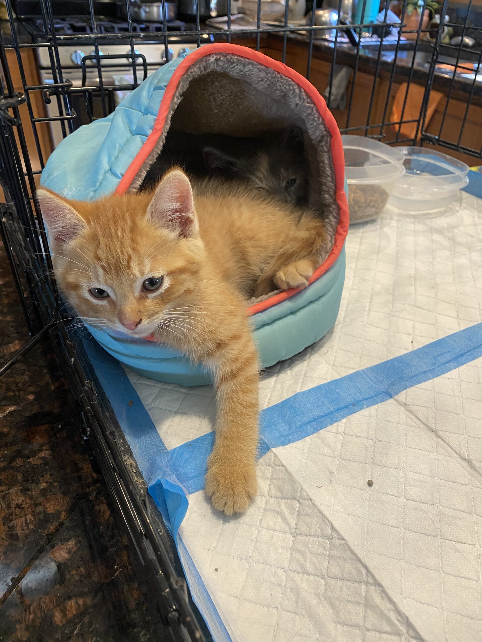 Grayslake Feed Sales Adoption Event 10/11/25