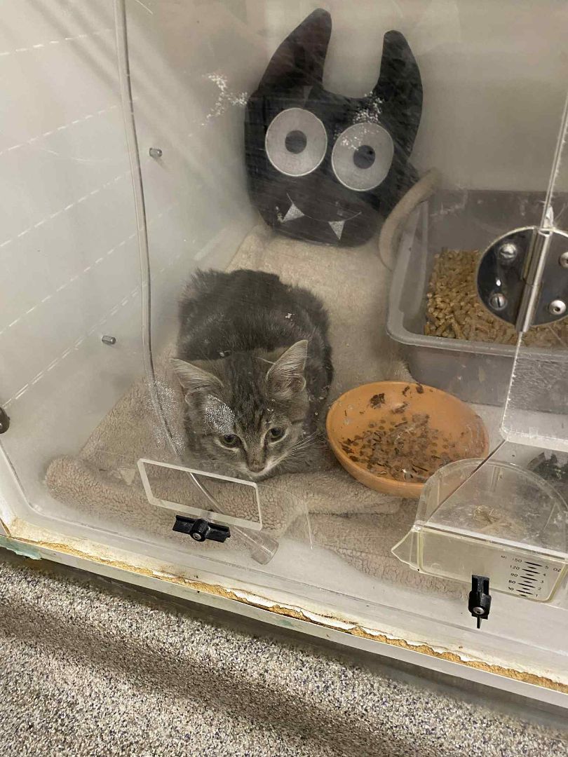 Resized_Messenger_creation_588731F1-B0F8-4F8A-B364-E4D63AAC0BCC