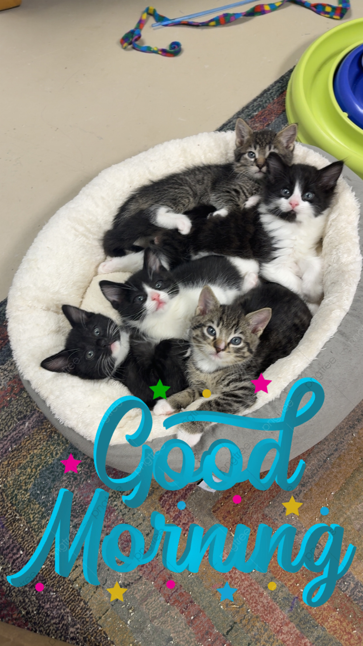 Grayslake Feed Sales Adoption Event