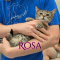 Rosa
