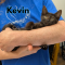 Kevin