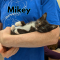 Mikey