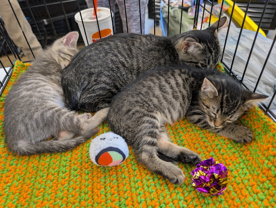 Grayslake Feed Sales Adoption Event