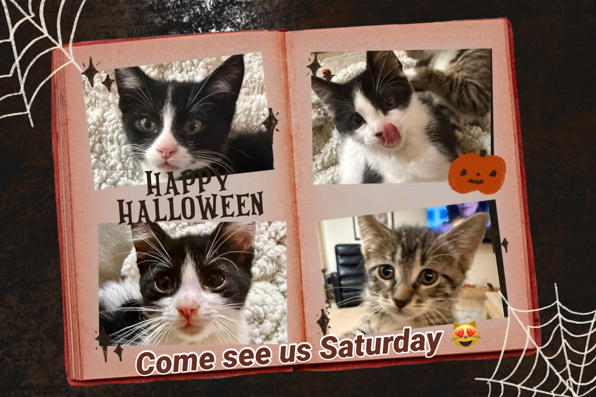 Grayslake Feed Sales Adoption Event