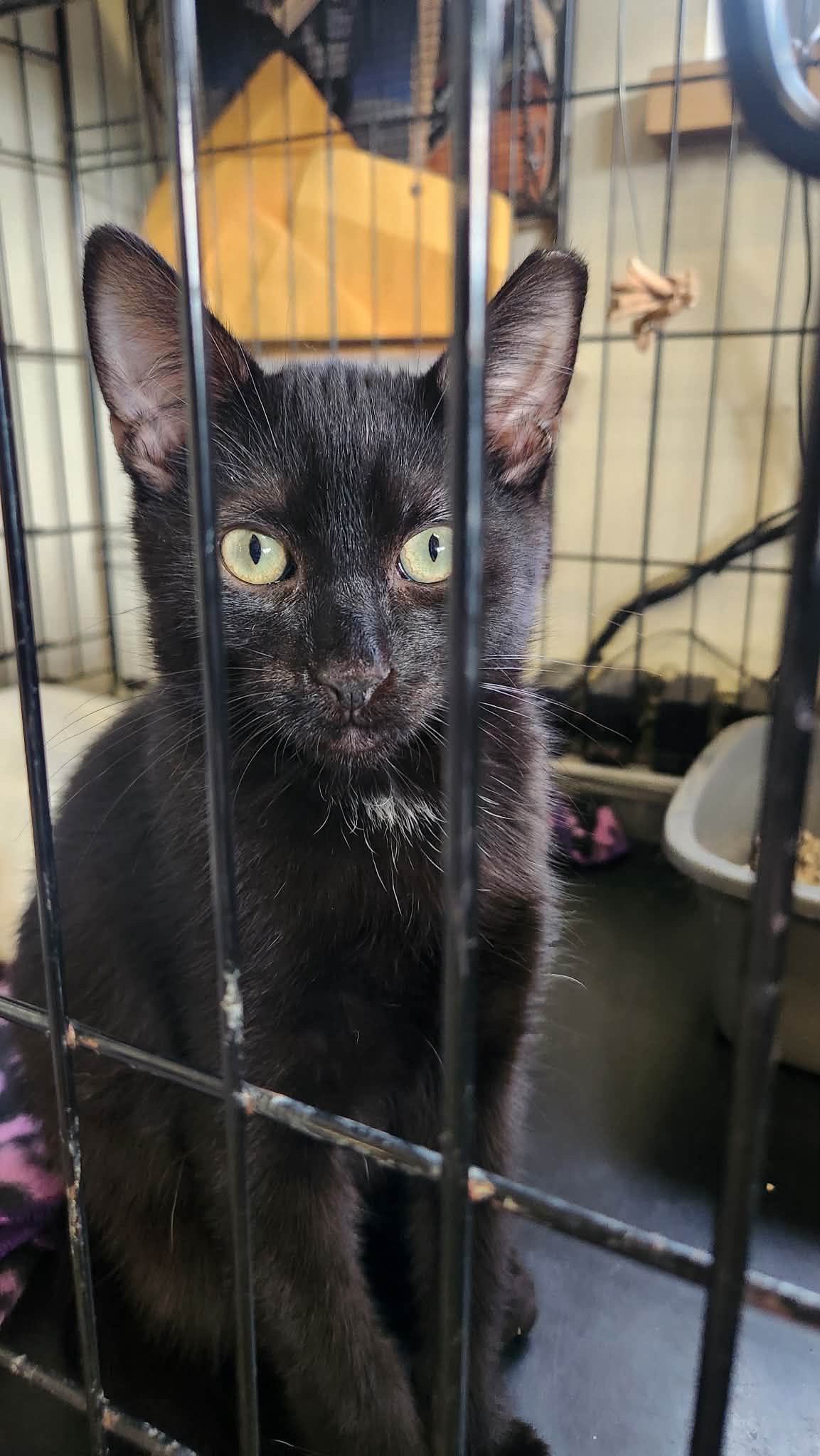 Grayslake Feed Sales Adoption Event